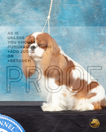 Cavalier King Charles Spaniel #32 Sat Headshot_JP_0639_ToyHstn2023_HR3