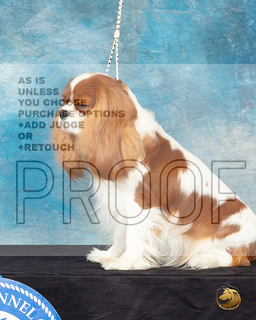 Cavalier King Charles Spaniel #32 Sat Headshot_JP_0640_ToyHstn2023_HR3