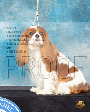 Cavalier King Charles Spaniel #32 Sat Headshot_JP_0649_ToyHstn2023_HR3