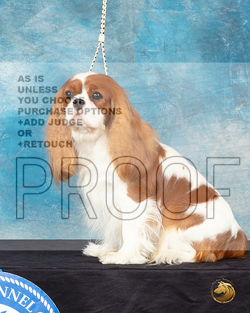 Cavalier King Charles Spaniel #32 Sat Headshot_JP_0650_ToyHstn2023_HR3