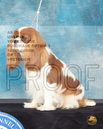 Cavalier King Charles Spaniel #32 Sat Headshot_JP_0652_ToyHstn2023_HR3