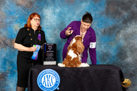 Cavalier King Charles Spaniel #5 Sat BBEBOWM Judge Gwendolyn Wells