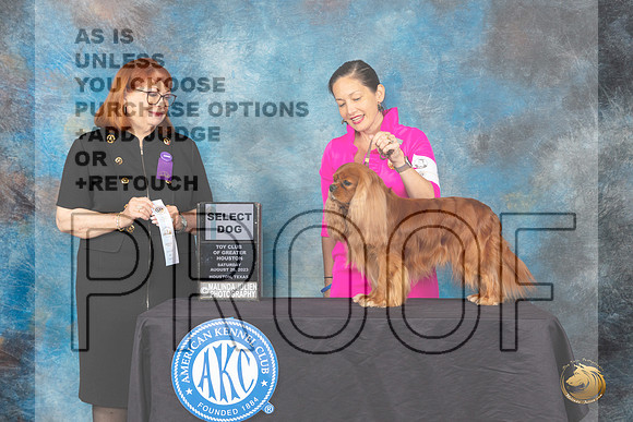 Cavalier King Charles Spaniel #9 Sat SD Judge Gwendolyn Wells_JP_0594_ToyHstn2023_HR3