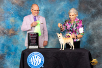 Chihuaha Smooth #5 Sat OHG2 Judge John Constantine-Amodei