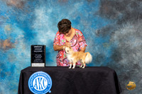 Chihuahua Long Coat #11 Sat SG2 Judge Norma Baugh