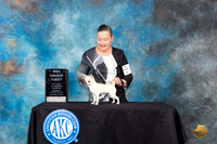 Chihuahua Smooth Coat #6 Sat BBEG1 Judge Linda Hurlebaus