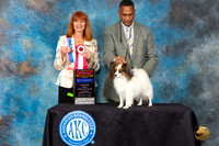 Papillion #72 Sat BOSBOWM CH Judge Linda Hurlebaus