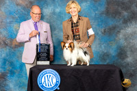 Papillon #7 Sat BOW Judge John Constantine-Amodei