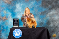 Pomeranian #8 Friday 2 WBCH Judge John Constantine-Amodei