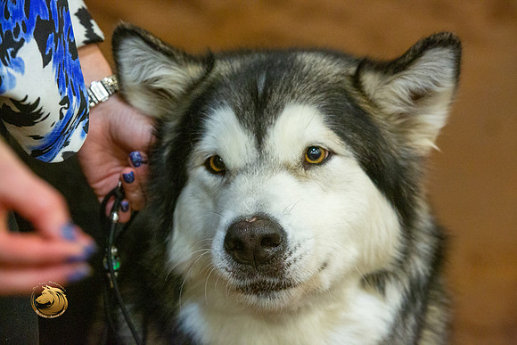 Alaskan Malamute #10 Fri RingsJJL_3401-MdlndM792021_HR3