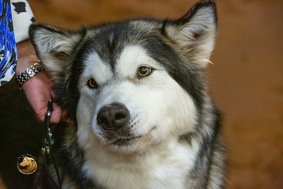 Alaskan Malamute #10 Fri RingsJJL_3402-MdlndM792021_HR3