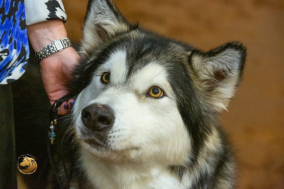 Alaskan Malamute #10 Fri RingsJJL_3405-MdlndM792021_HR3
