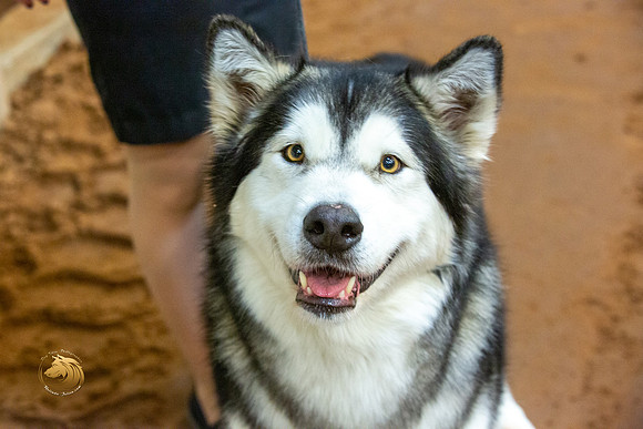 Alaskan Malamute #10 Fri RingsJJL_3412-MdlndM792021_HR3