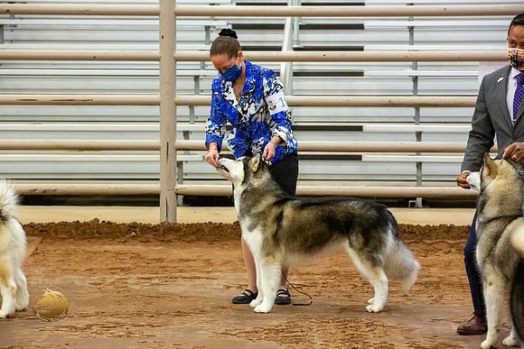 Alaskan Malamute #10 Fri RingsJJL_3420-MdlndM792021_HR3