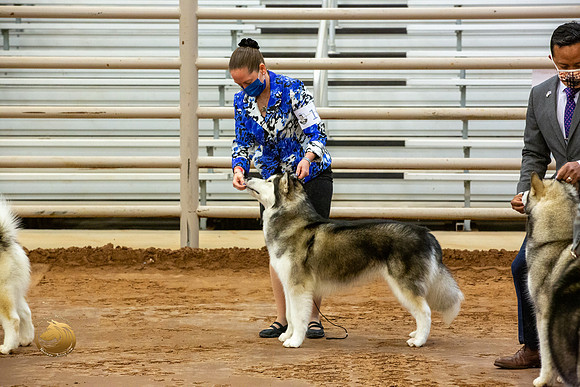 Alaskan Malamute #10 Fri RingsJJL_3421-MdlndM792021_HR3