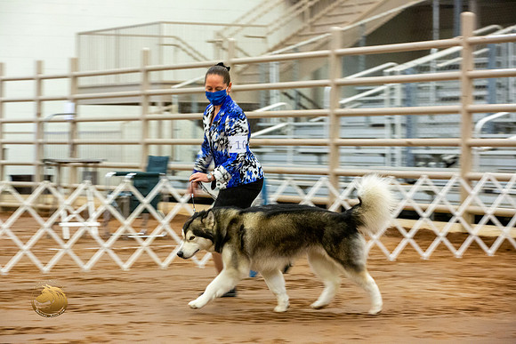 Alaskan Malamute #10 Fri RingsJJL_3425-MdlndM792021_HR3