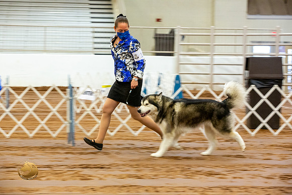 Alaskan Malamute #10 Fri RingsJJL_3432-MdlndM792021_HR3