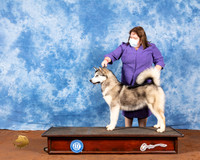 Alaskan Malamute #14 Fri WB Judge Cindy Meyer