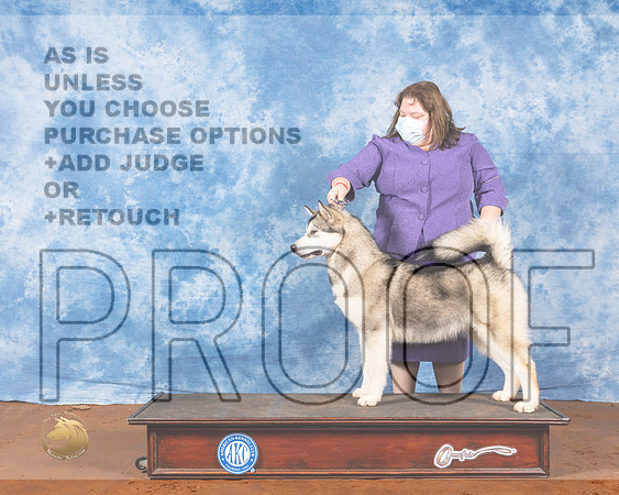 Alaskan Malamute #14 Fri WB Judge Cindy MeyerMMJ_0219-MdlndM792021_HR3