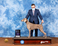 Weimaraner #6 Fri BOW NCh Judge Jon Cole