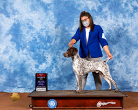 German Shorthaired Pointer #11 Fri BOS Judge Jon Cole