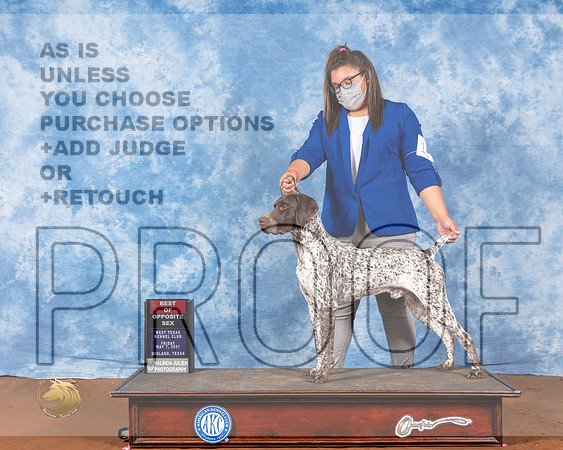 German Shorthaired Pointer #11 Fri BOS Judge Jon ColeMMJ_0262-MdlndM792021_HR3