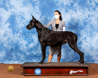 Great Dane #17 Fri BOB Judge Cindy Meyer