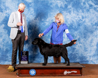 Labrador Retriever #8 Fri BOW Maj Judge Jon Cole