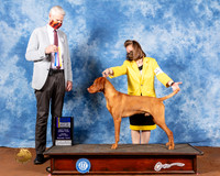Vizsla #5 Fri BOB Judge Jon Cole
