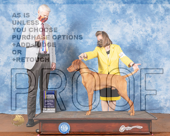 Vizsla #5 Fri BOB Judge Jon ColeMMJ_0255-MdlndM792021_HR3