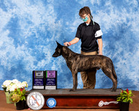Dutch Shepherd #65 Fri BOB BMisc Judge Dr Carol Moser