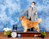 Golden Retriever #9 Fri BOW Judge Col Joe Purkhiser