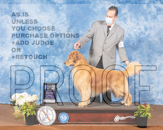 Golden Retriever #9 Fri BOW Judge Col Joe PurkhiserMMJ_0297-MdlndM792021_HR3