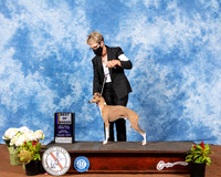 Italian Greyhound #7 Fri BOB Judge Cindy Meyer