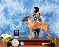 Rhodesian Ridgeback #6 Fri BOB Judge Dr Carol Moser