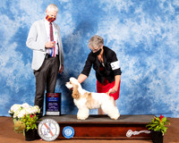 Cocker Spaniel Parti #5 Fri BOS BOW Judge Jon Cole