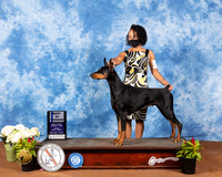 Doberman Pinscher #10 Fri BOW Judge Cindy Meyer