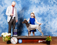 German Shorthaired Pointer #26 Fri SB Judge Jon Cole