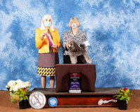 Poodle Toy #14 Fri BOS Judge Jan Paulk