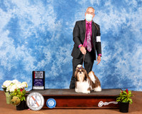 Lhasa Apso #10 Fri BOS Judge Jan Paulk