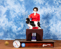 Cavalier King Charles Spaniel #10 Fri BOS Judge Cindy Meyer