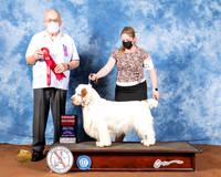 Clumber Spaniel #5 Fri G2 Judge Col Joe Purkhiser