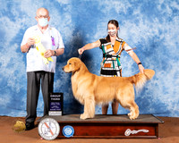 Golden Retriever #23 Fri G3 Judge Col Joe Purkhiser