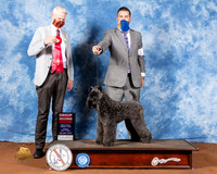 Kerry Blue Terrier #5 Fri G2 Judge Jon Cole