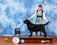 Labrador Retriever #18 Fri BOB Judge Jon Cole