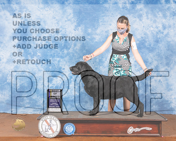 Labrador Retriever #18 Fri BOB Judge Jon ColeMMJ_0416-MdlndM792021_HR3