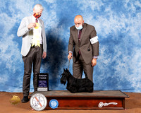 Scottish Terrier #6 Fri G3 Judge Jon Cole