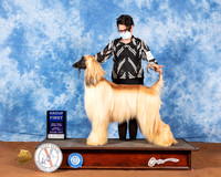 Afghan Hound #5 Fri G1 Judge Dr Carol Moser