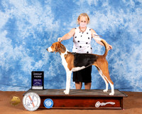 American Foxhound #6 Fri G2 Judge Dr Carol Moser