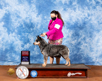 Australian Cattle Dog #5 Fri G2 Judge Col Joe Purkshiser